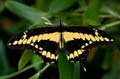 162 Koenigs-Page - Papilio thoas